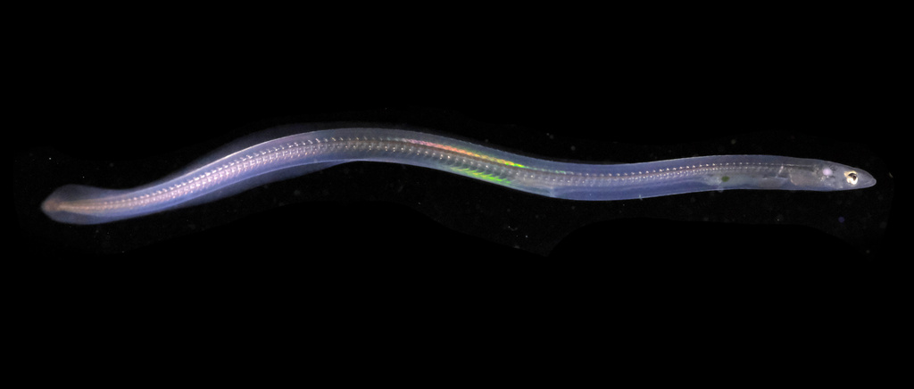 Photo of European eel (Anguilla anguilla)