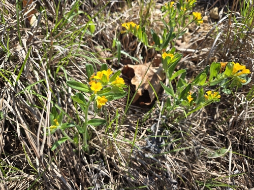 hoary puccoon (Lithospermum canescens)