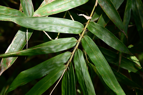 Bambusa