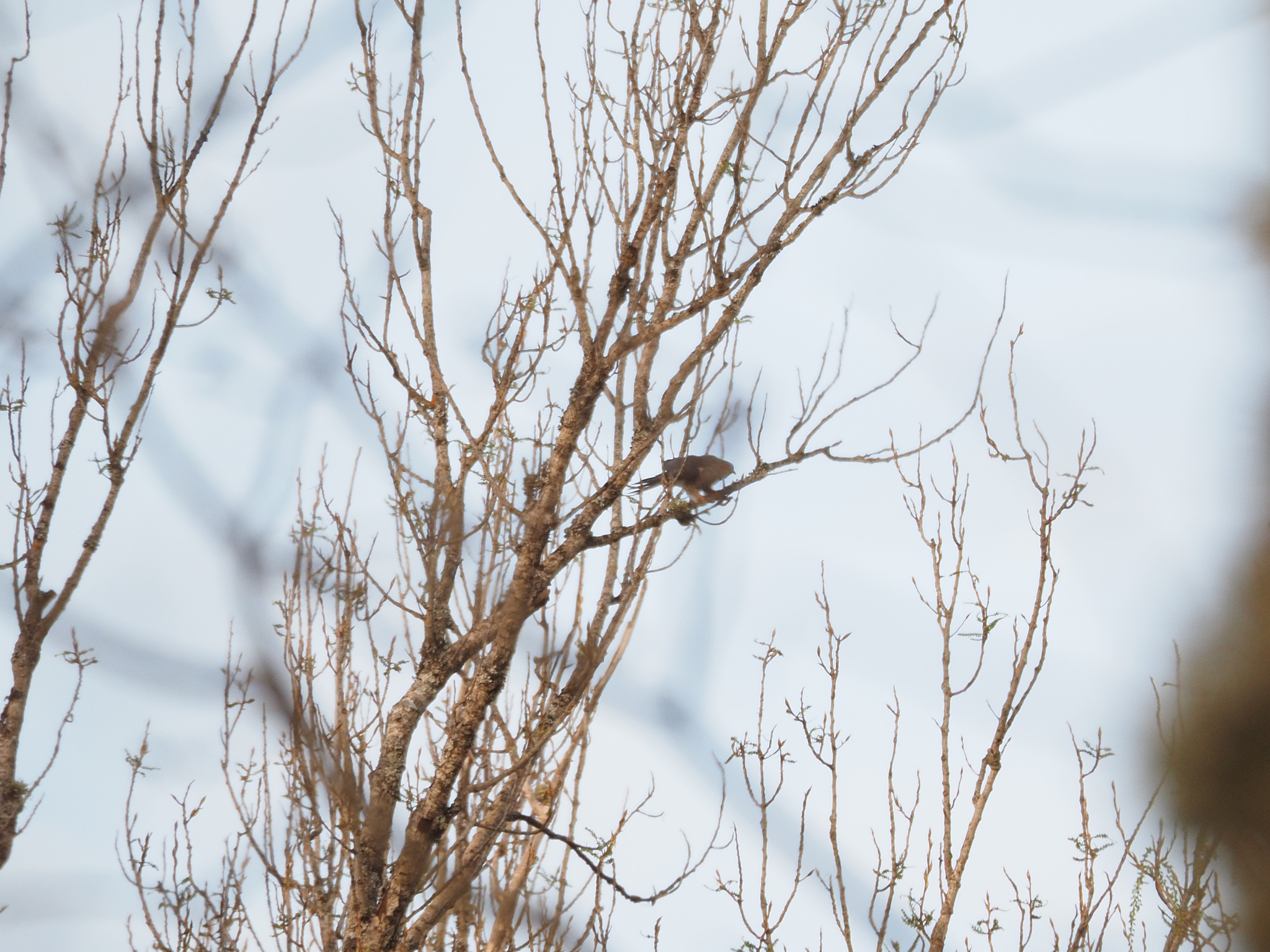 Common Cuckoo (Cuculus canorus), photo 6