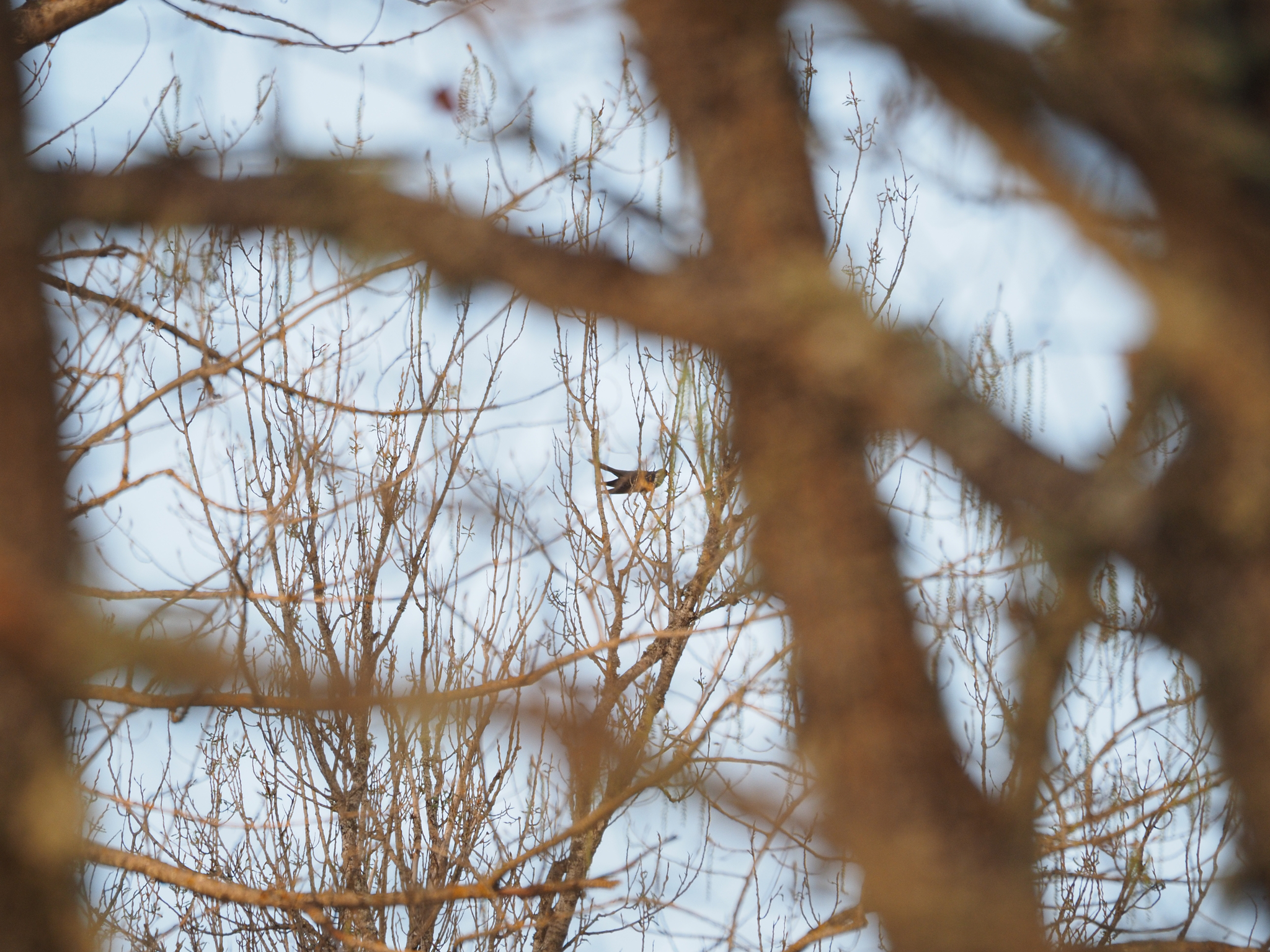 Common Cuckoo (Cuculus canorus), photo 8