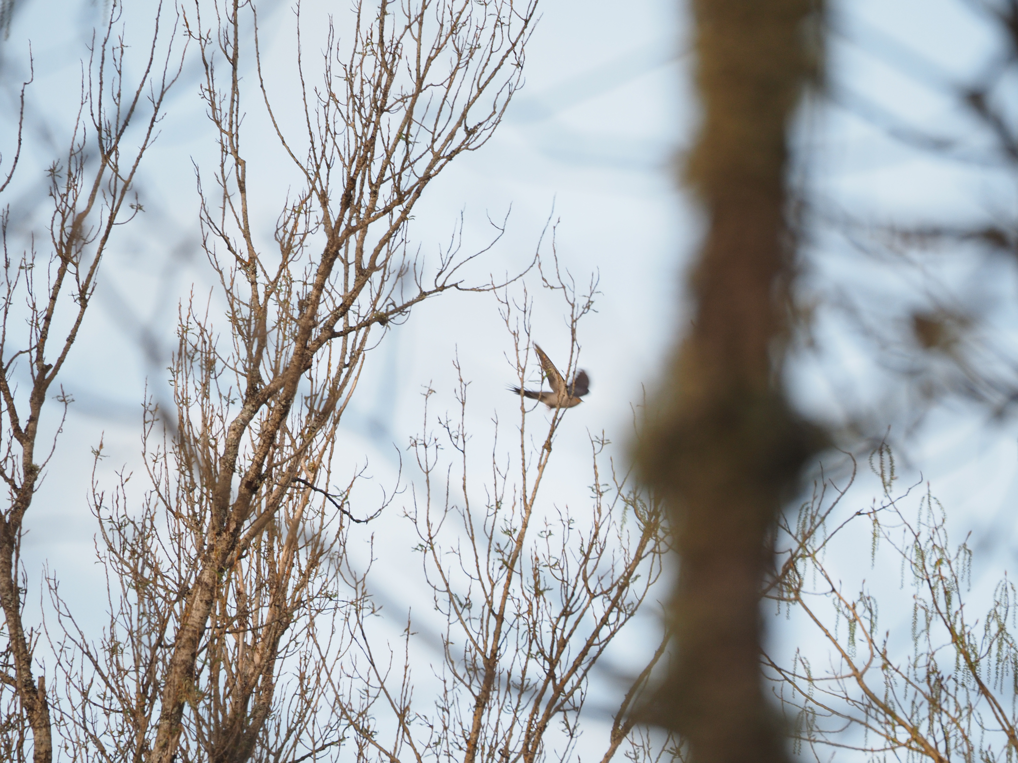 Common Cuckoo (Cuculus canorus), photo 7