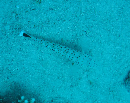 Parapercis hexophtalma