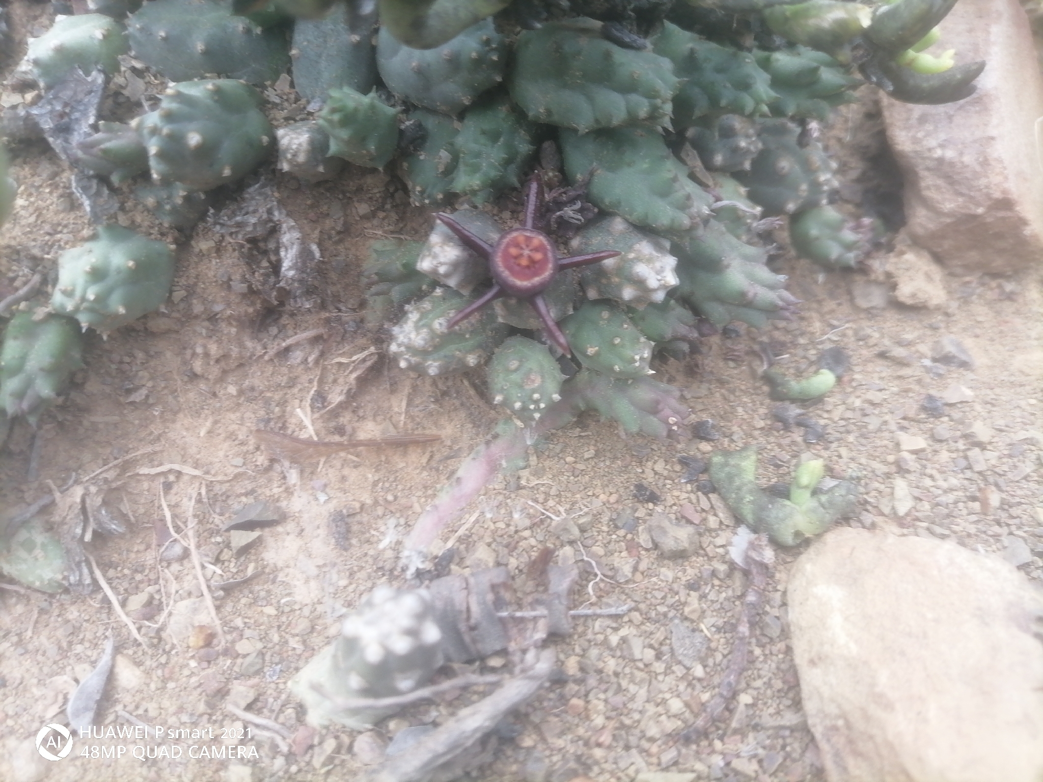 Stapelia reclinata Masson