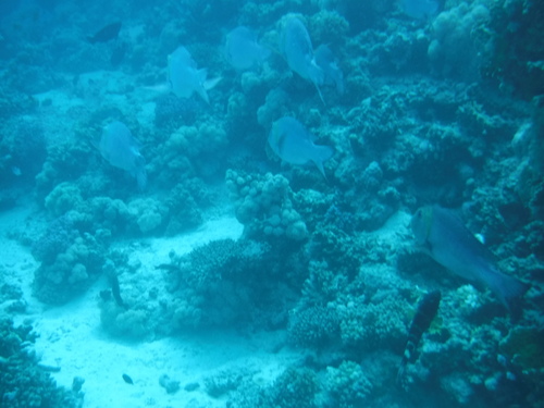 Monotaxis grandoculis