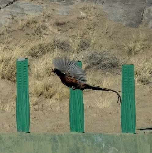 Tsaidam pheasant