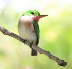 Todus angustirostris