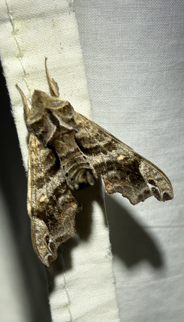 Lettered Sphinx from Connelly Springs, NC, US on April 8, 2026 at 07:02 ...