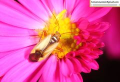 Adelphocoris suturalis