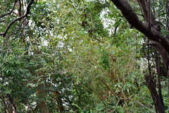 Bambusa pachinensis