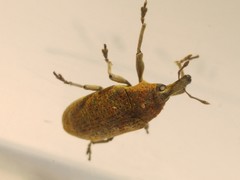 Larinus latus