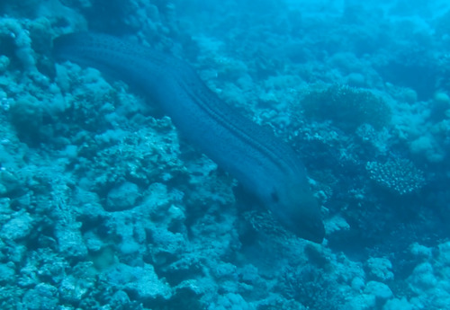 Gymnothorax javanicus