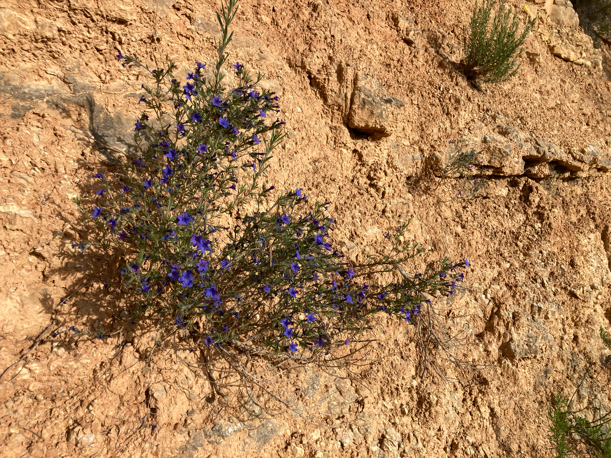 Lithodora Fruticosa (Lithodora fruticosa)