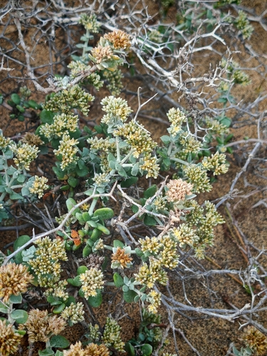 Polycarpaea nivea, photograph 2