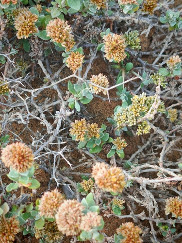 Polycarpaea nivea, photograph 3