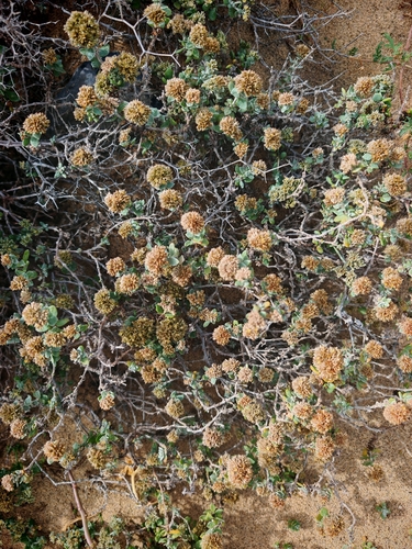 Polycarpaea nivea, photograph 4