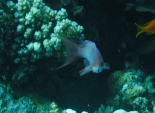 Pseudanthias squamipinnis