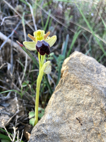 Sombre Bee-orchid (Ophrys fusca)