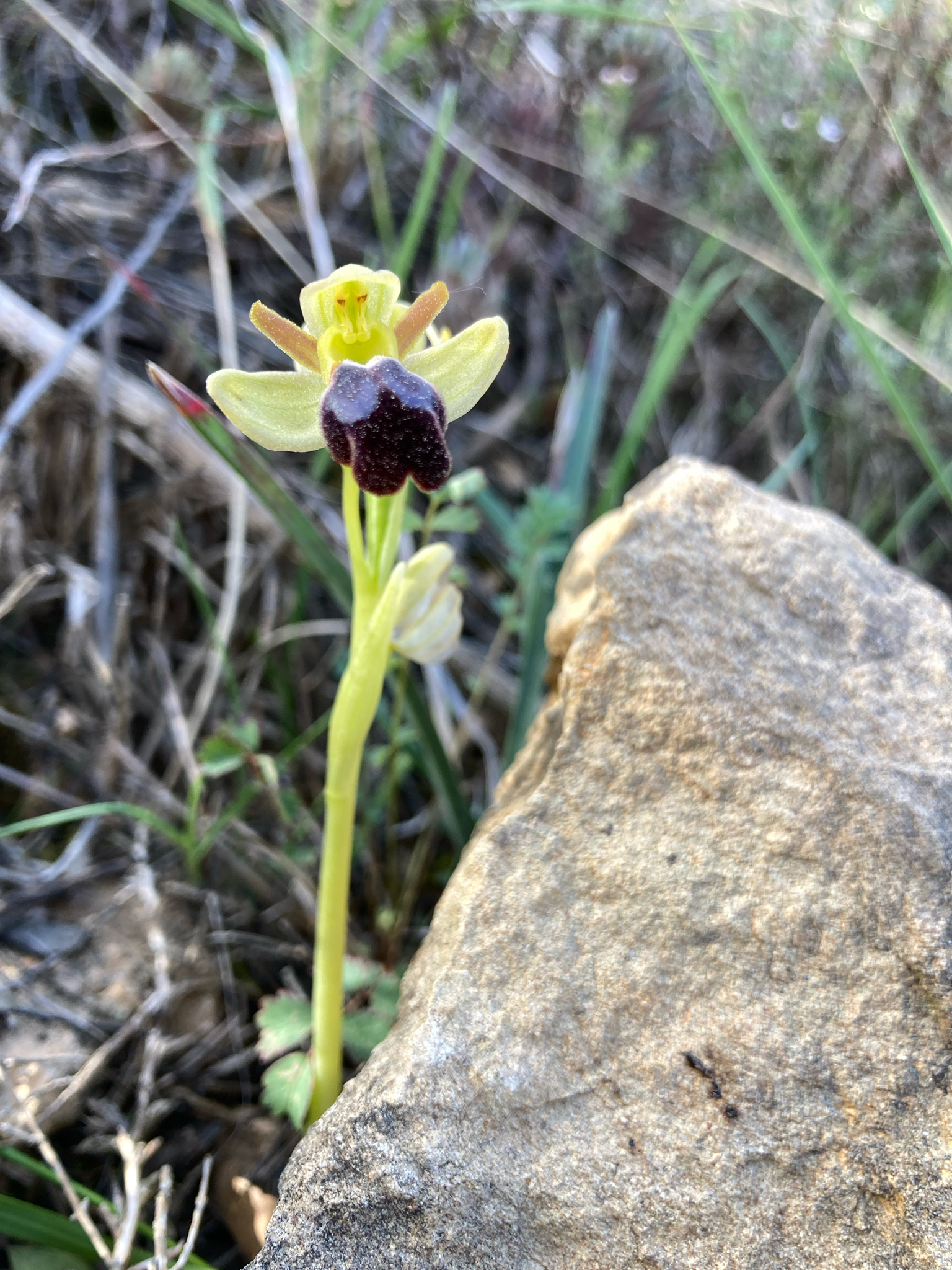Sombre Bee-Orchid (Ophrys fusca)