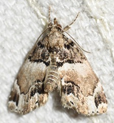 Cutina distincta
