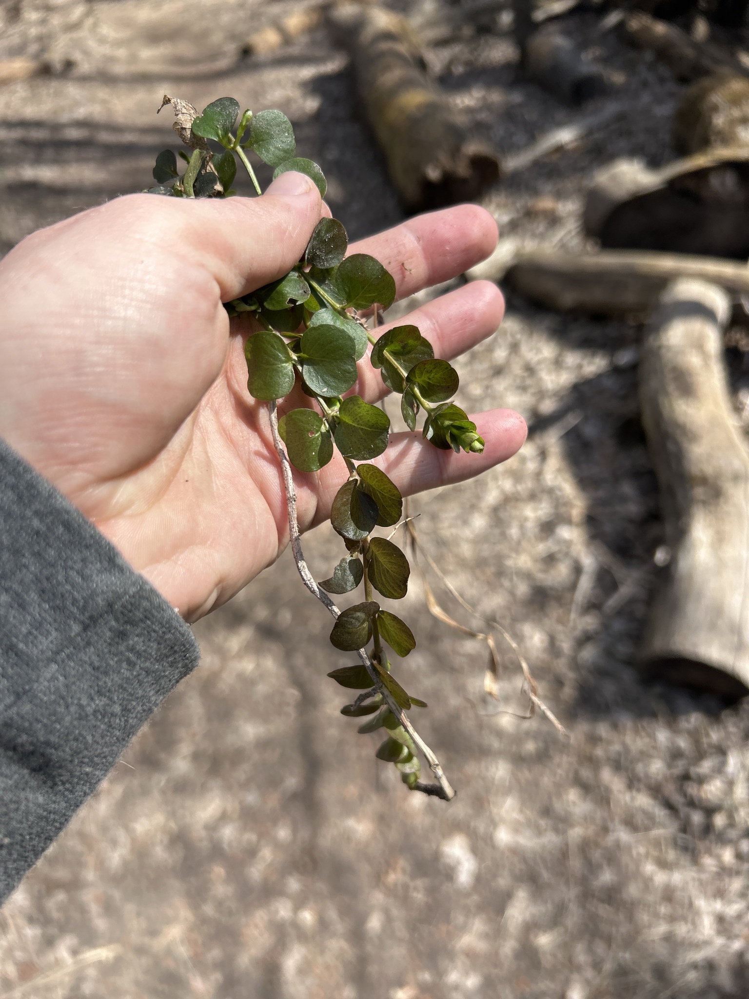 Creeping Jenny (Lysimachia nummularia)