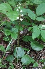 Pyrola media