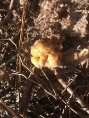 Belonocnema fossoria