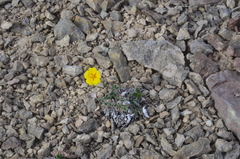 Potentilla × prostrata