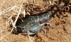 Cheloctonus intermedius