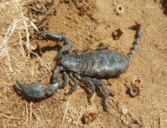 Cheloctonus intermedius