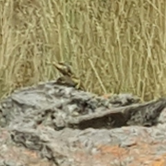 Pseudocordylus melanotus