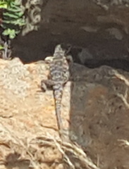 Pseudocordylus melanotus