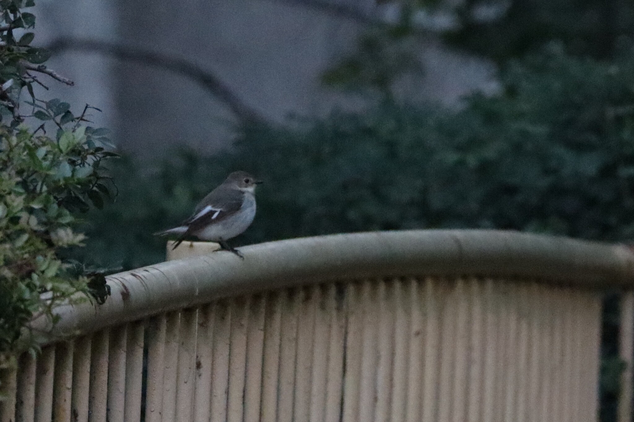 Collared Flycatcher (Ficedula albicollis), photo 6