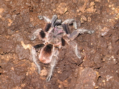 Phormictopus melodermus