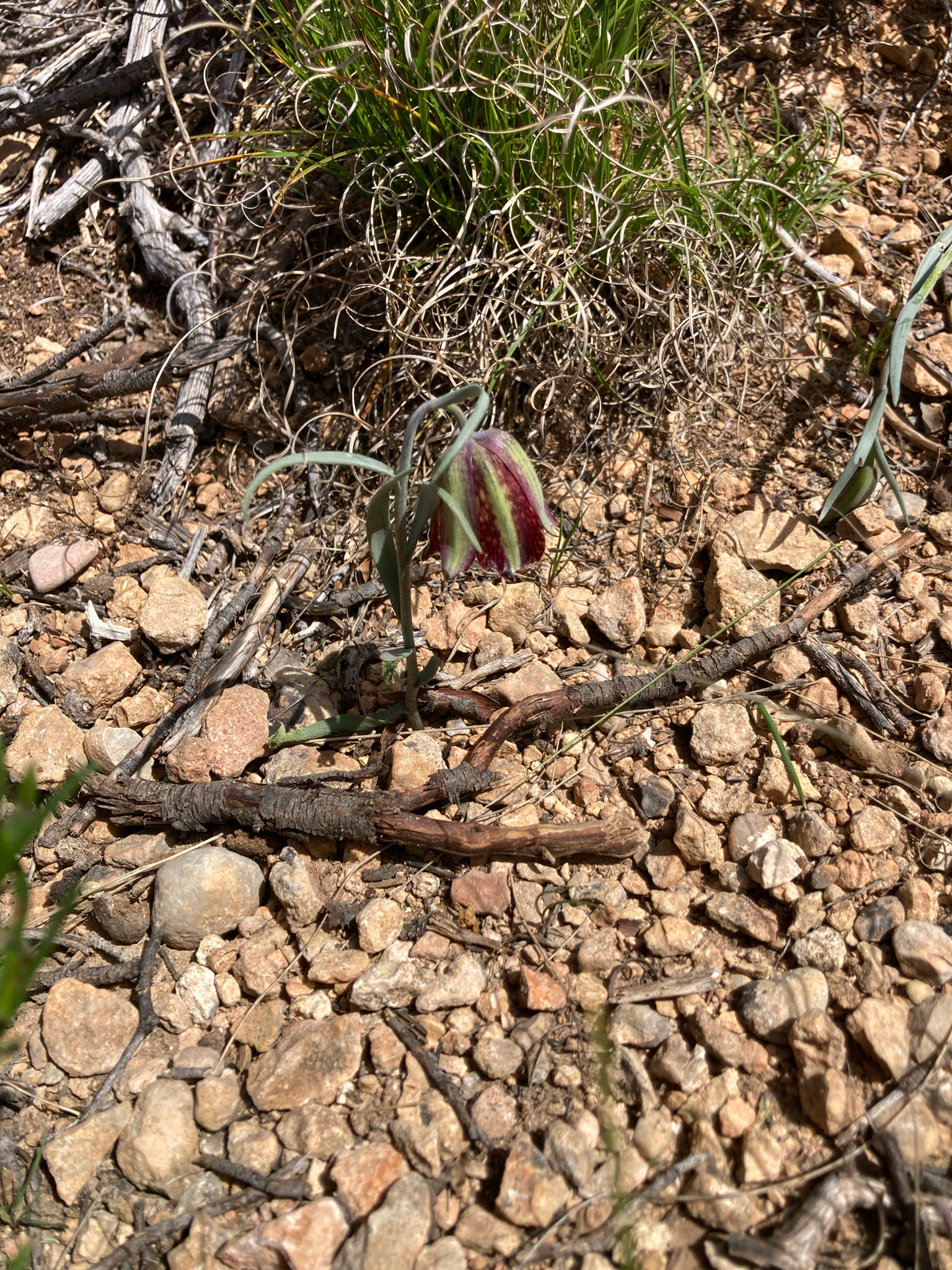 Iberian Fritillary (Fritillaria lusitanica)