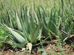 Aloe chabaudii