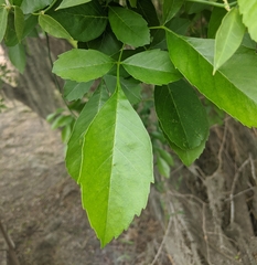 Fraxinus berlandieriana