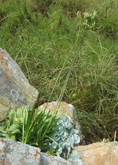 Agapanthus inapertus