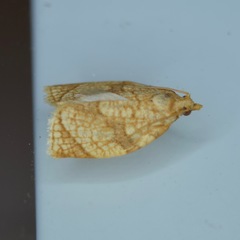 Adoxophyes negundana