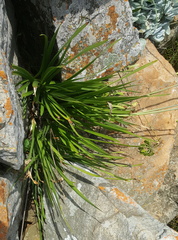 Agapanthus inapertus