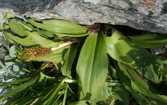 Eucomis autumnalis clavata