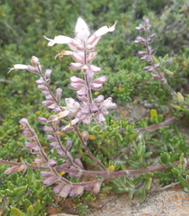 Syncolostemon albiflorus