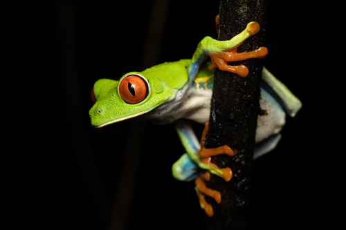 Red-eyed Tree Frog, photo 7 of 7