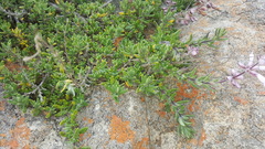 Syncolostemon albiflorus