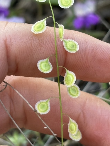 Thysanocarpus laciniatus, 2026-04-05