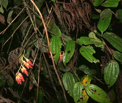 Psammisia ferruginea