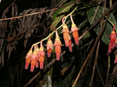 Psammisia ferruginea