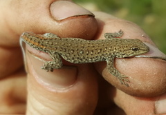 Lygodactylus ocellatus