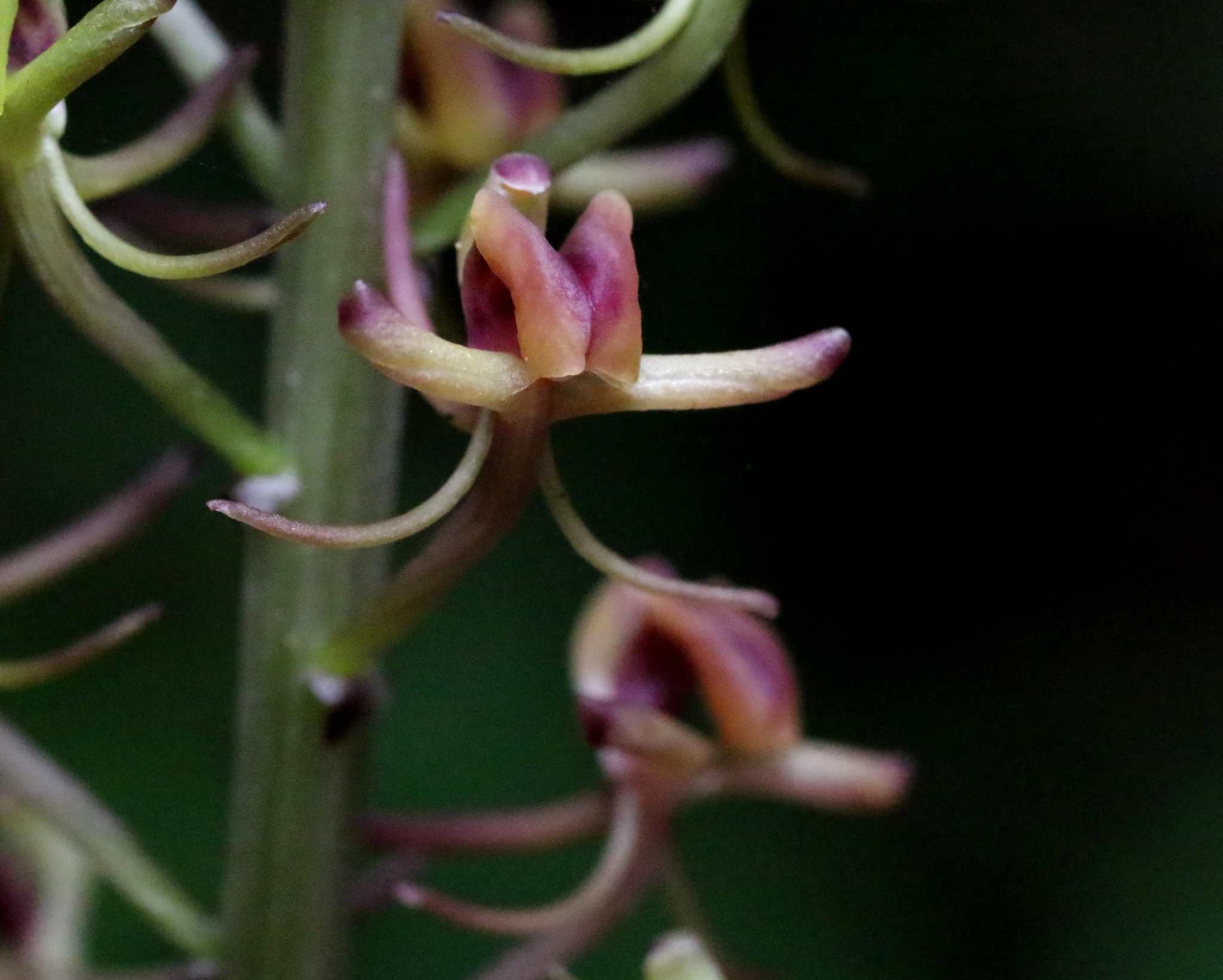 Taiwan Bog Orchid (Liparis formosana)