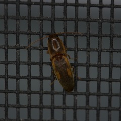 Conoderus vespertinus